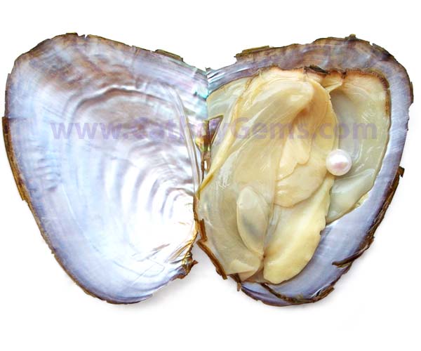 oyster.shell