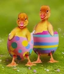 Chicks at Easter