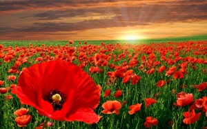 red-poppy-flowers-1280x800